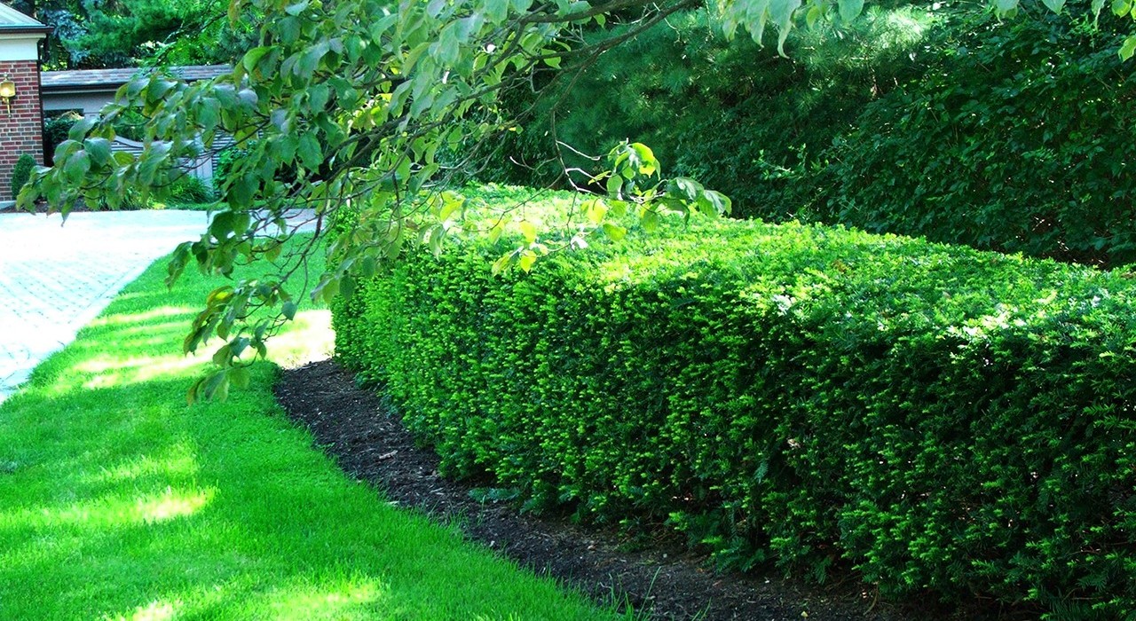 Landscape Myth 3: Never Plant Taxus